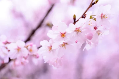 Vibrant Pink Cherry Blossoms on Branch, Springtime Beauty image