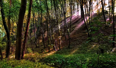 Ethereal Sunlight Piercing Misty Forest with Golden Autumn Foliage image