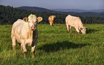 Blonde Beef Cattle Grazing on Lush Green Pasture with Forested Hills image
