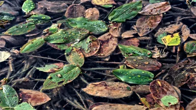 Water Droplets on Floating Green and Autumn Leaves in Pond image