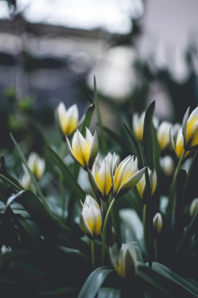 a close-up of a cluster of white and yellow tulips
