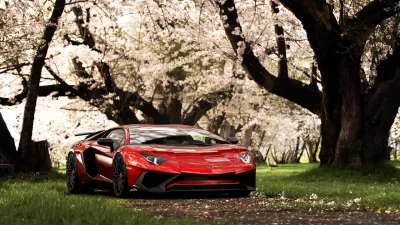 Vibrant Red Lamborghini Aventador Parked Under Cherry Blossom Trees image