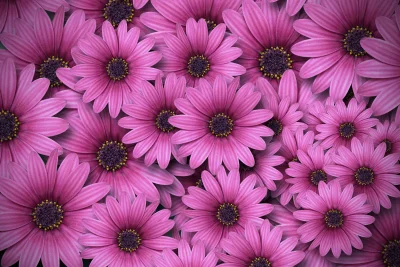 Vibrant Pink Daisy Flowers Floral Background Pattern for Spring Designs image