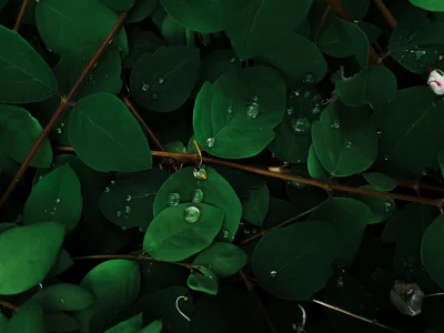 Lush Green Leaves with Sparkling Water Droplets Macro image