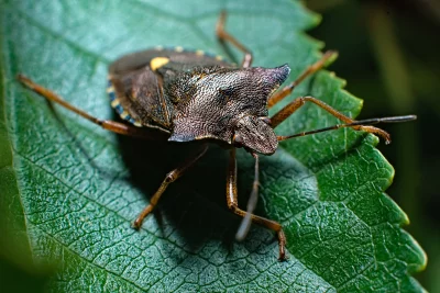 Macro Photograph of a Brown Shield Bug Resting on a Green Leaf image