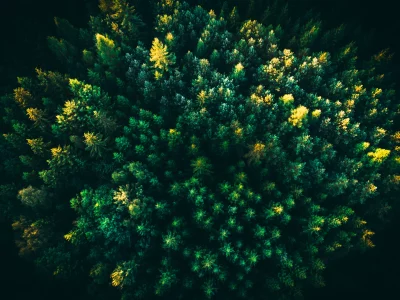 Cinematic Dark Forest Wallpaper with Glowing Golden Tree Tops Aerial View image