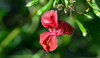 Vibrant Red Impatiens Flower with Glistening Raindrops on Green Foliage image