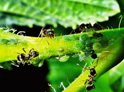 Detailed Macro Shot of Ants Tending Aphids on a Lush Green Plant Stem image