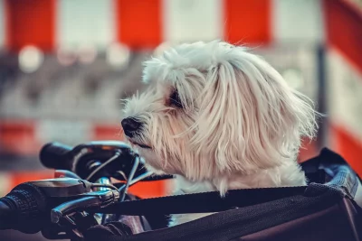 Adorable White Fluffy Dog Sitting Calmly in Bicycle Carrier, Close-up Pet Portrait image