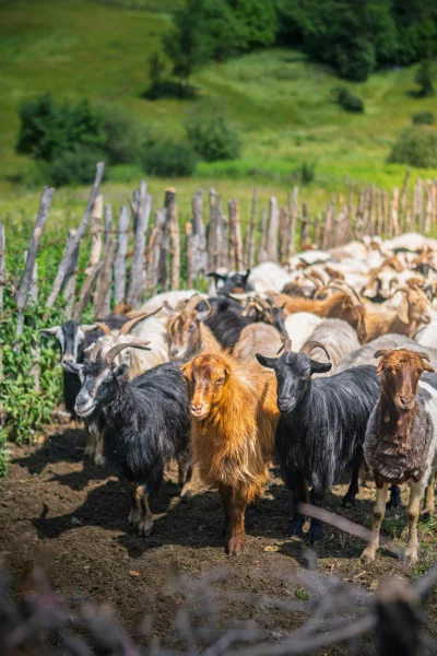 Herd of goats in a grassy field with a rustic wooden fence