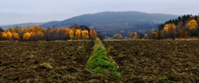 Vibrant Autumn Forest Edging a Plowed Farmland with Misty Mountain Backdrop image