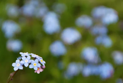Vibrant Blue Forget-Me-Nots Blooming in Lush Spring Garden with Soft Bokeh Effect image