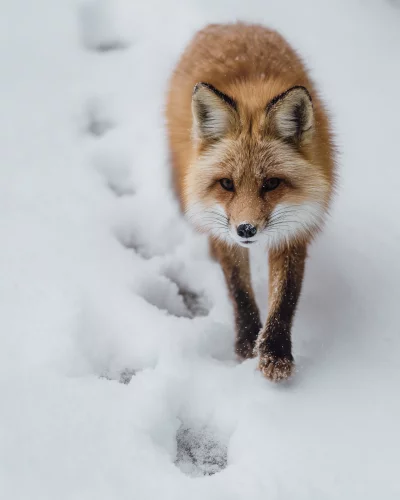 Vibrant Red Fox Walking Forward in Fresh Winter Snow with Visible Paw Prints