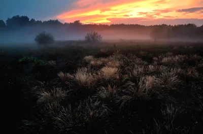 Ethereal Morning Mist Blanketing Grassy Meadow with Vibrant Sunrise Sky image