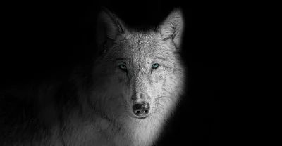 Captivating Wolf Portrait with Piercing Blue Eyes on Black Background image
