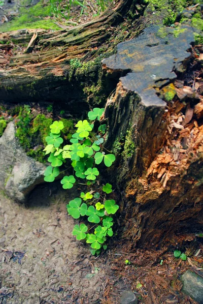Vibrant Green Clover Plants Flourishing on a Mossy Tree Stump in a Forest image