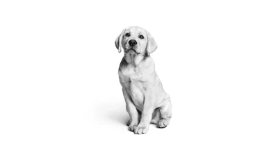 Adorable Black and White Labrador Puppy Sitting Patiently in Studio image