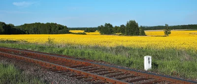 Rusty Train Tracks Beside Golden Rapeseed Field Under Clear Blue Sky image