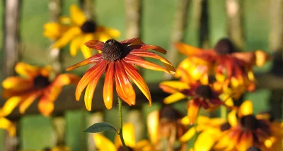 Vibrant Orange and Yellow Coneflower Bloom Radiating Warmth in a Sunny Garden Setting image