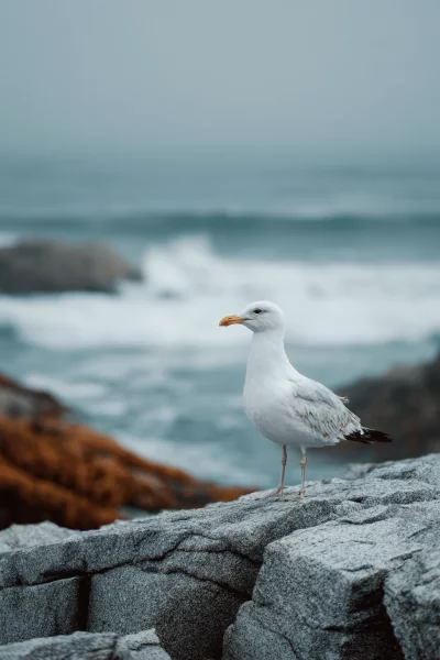 Elegant White Seagull Perching on Rugged Coastal Rocks with Misty Ocean Waves