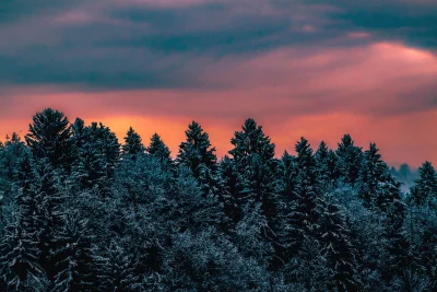 Snow-Dusted Pine Trees Silhouetted Against a Vibrant Twilight Sky with Deep Blue and Orange Hues image