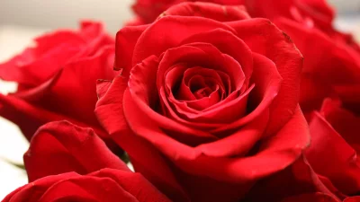 Vibrant Red Rose Blossom Close-up: Symbol of Love and Passion image