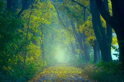 Ethereal Autumn Forest Path, Mist-Laden with Golden Leaves Glowing at Dawn image