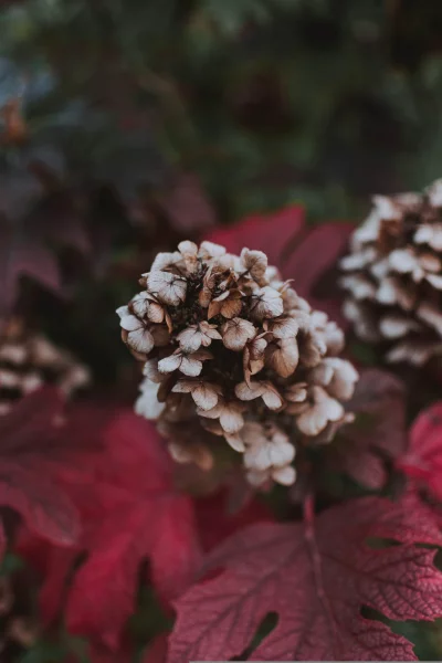 blossom flower is in focus, while the background is blurred