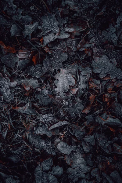 Detailed Close Up of Frost Covered Dark Autumn Leaves and Frozen Grass Texture image