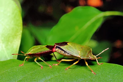 Close-up of Mating Green Shield Bugs on a Vibrant Leaf in Natural Habitat image