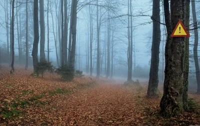 Misty Autumn Forest Path with Prominent Caution Sign on Tree image