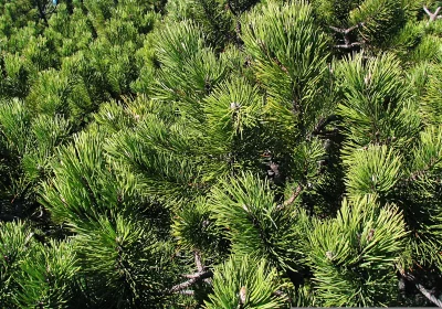 Vibrant Green Pine Needles Close-up: Lush Evergreen Foliage in Natural Sunlight image