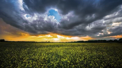 Golden Rapeseed Field Under Dramatic Sunset Sky with Storm Clouds image
