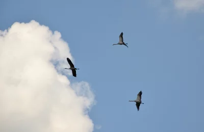 Graceful Common Cranes Soaring High in a Serene Blue Sky with Clouds image