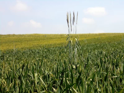 Lush Green Crop Field Under a Bright Blue Sky on a Sunny Day image