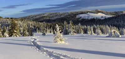 Tranquil Winter Wonderland with Snow-Covered Trees and Ski Trails image