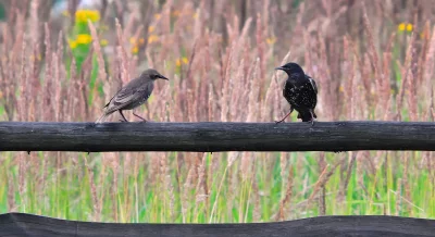 Adult and Juvenile Starlings Perched on Rustic Wooden Fence in Golden Field image