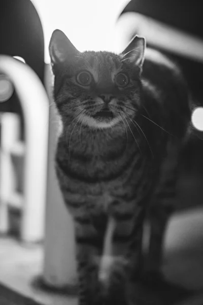 Surprised Tabby Cat with Wide Eyes in Black and White
