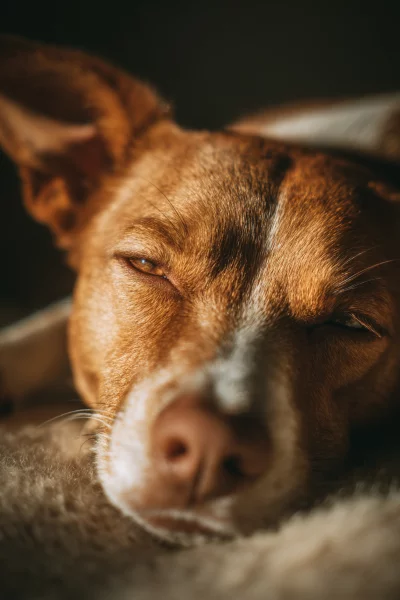 Peaceful Basenji Dog Resting with Eyes Closed in Warm Golden Light