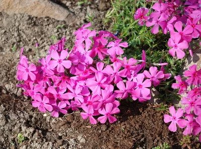 Vibrant Pink Phlox Flowers Blooming in Sunny Garden Soil Groundcover image