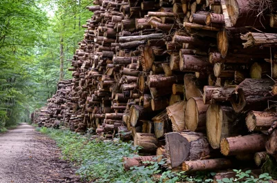 Towering Wall of Cut Logs Alongside Serene Forest Path image
