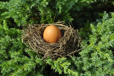 Single Brown Egg Nestled in Delicate Bird's Nest Among Vibrant Green Foliage image