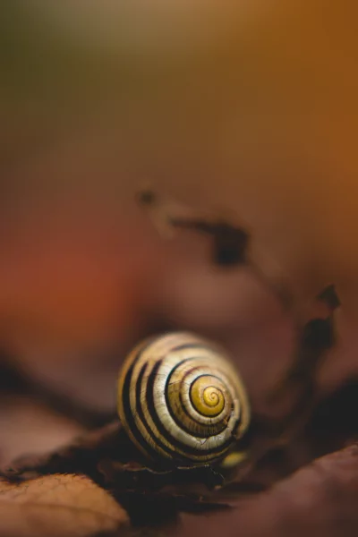 The snail is in the center of the image, and it is facing towards the camera