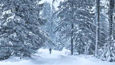 Winter Hike in Snow-Covered Coniferous Forest with Solitary Hiker image