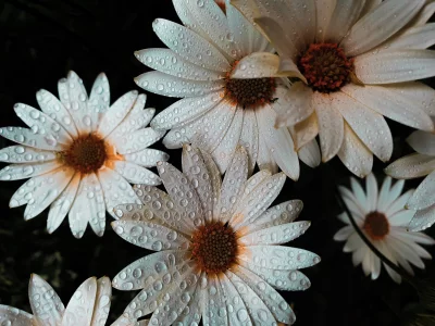 Close-up White Daisy Flowers with Raindrops on Petals, Dark Background image