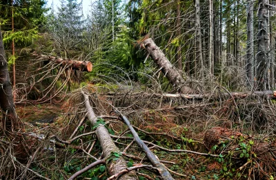 Dense Forest Floor with Fallen Trees and Tangled Branches image