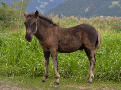 Adorable Brown Foal in Green Pasture with Mountain Background image