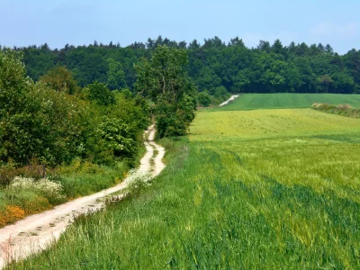 Winding Dirt Path Alongside Lush Green Field and Dense Forest under Blue Sky image