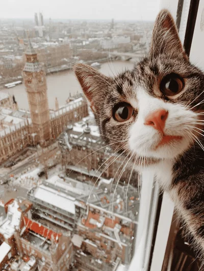 Playful Tabby Cat Observing Iconic Big Ben from London Skyscraper Window