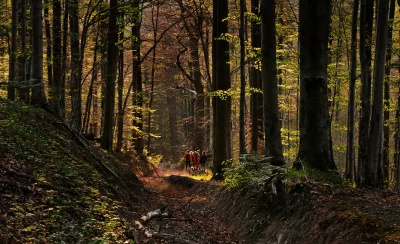 Hikers Walking Through Sunlit Spring Forest Path with Dappled Light image